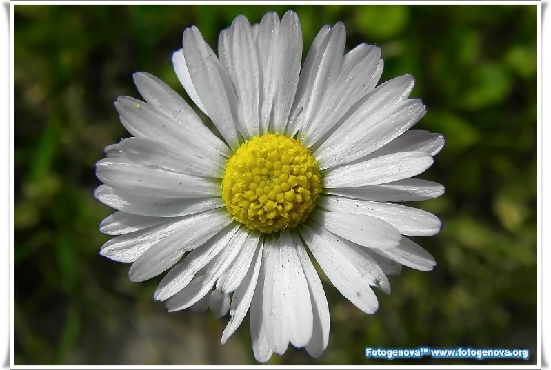 fiore5.jpg
