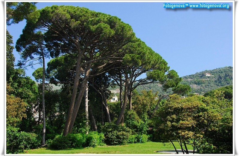 nervi3.JPG