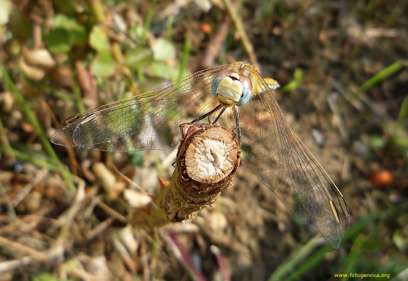 macro (2).jpg